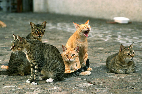 Cagliari animal friendly cagliari-animal-friendly-corso-per-volontari-colonie-feline