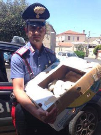 Cuccioli abbandonati in una scatola tra i rifiuti e salvati dai carabinieri cuccioli-abbandonati-in-una-scatola-tra-i-rifiuti-e-salvati-dai-carabinieri