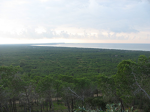 Ritrovato maratoneta disperso nella pineta ritrovato-maratoneta-disperso-nella-pineta