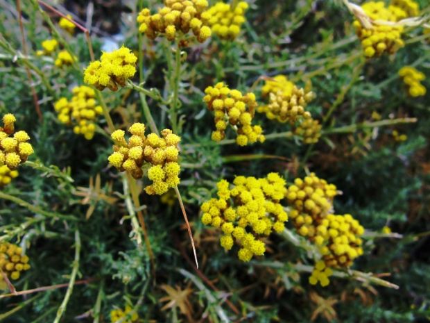 Ladri di elicriso in azione ladri-di-elicriso-in-azione-3-indagati