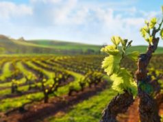 vino-ecosostenibile-nasce-nuovo-marchio