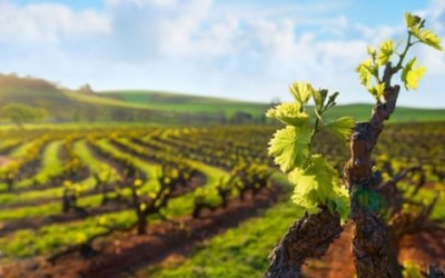 Vino ecosostenibile. Nasce nuovo marchio vino-ecosostenibile-nasce-nuovo-marchio