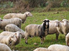 lingua-blu-niente-pi-and-ugrave-blocco-via-al-commercio-di-carni-bovine-e-ovine