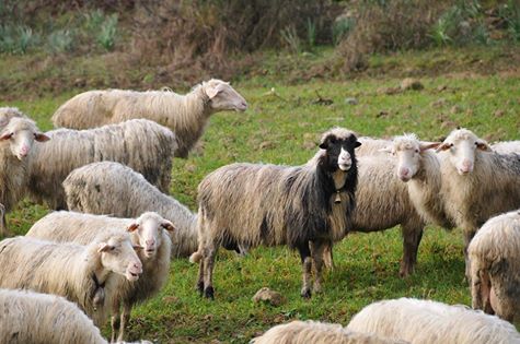 Lingua blu lingua-blu-niente-pi-and-ugrave-blocco-via-al-commercio-di-carni-bovine-e-ovine