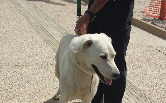 cane-scappa-da-barca-riacciuffato-al-poetto