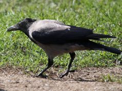 Piano contenimento cornacchie, appello ad assessore Lampis s-and-igrave-all-and-rsquo-abbattimento-di-19-mila-cornacchie