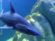 cala-gonone-sconto-all-acquario-per-i-viaggiatori-tirrenia-e-pannelli-didattici-sulle-navi