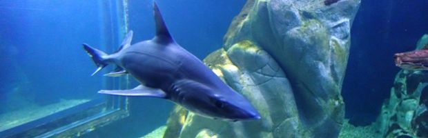 cala-gonone-sconto-all-acquario-per-i-viaggiatori-tirrenia-e-pannelli-didattici-sulle-navi