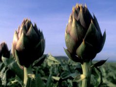 lilt-and-quot-carciofi-sardi-e-muggini-in-men-and-ugrave-anti-tumore-and-quot