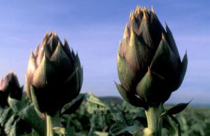 lilt-and-quot-carciofi-sardi-e-muggini-in-men-and-ugrave-anti-tumore-and-quot