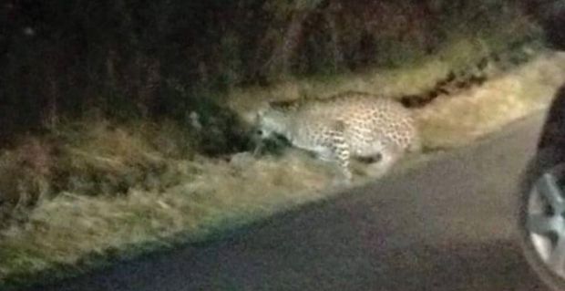 sequestrato-zoo-da-dove-fugg-and-igrave-leopardo