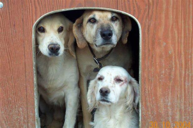 elisabetta-canalis-visita-al-canile-colpito-da-alluvione