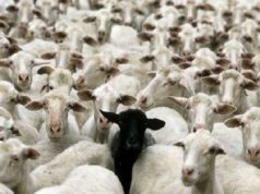 allevamento-in-28-anni-dimezzato-il-numero-delle-aziende-sarde