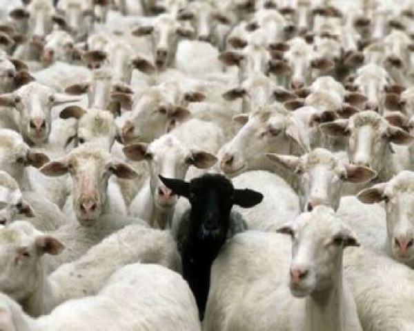 Allevamento: in 28 anni dimezzato il numero delle aziende sarde allevamento-in-28-anni-dimezzato-il-numero-delle-aziende-sarde