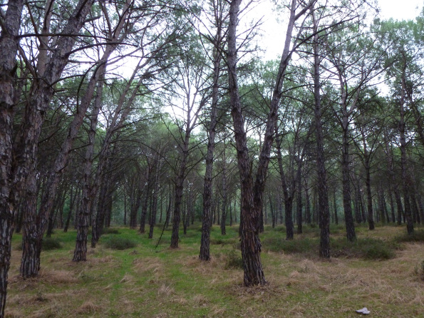 torregrande-via-libera-a-mega-lottizzazione
