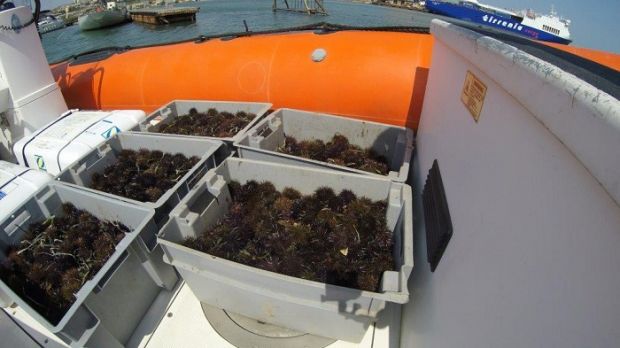 frutti-d-and-rsquo-oro-sequestrati-mille-e-200-ricci-di-mare-multato-pescatore-quartese