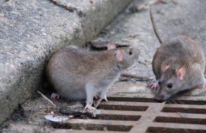 invasione-di-topi-chiude-mensa-a-uta