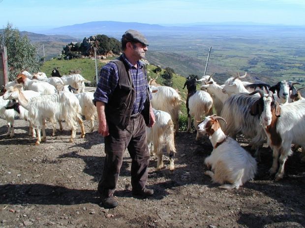 addio-ovili-e-transumanza-i-pastori-hi-tech-scelgono-la-pianura