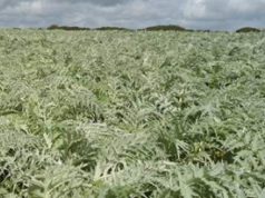 bioplastiche-dai-cardi-in-sardegna-via-a-first2run