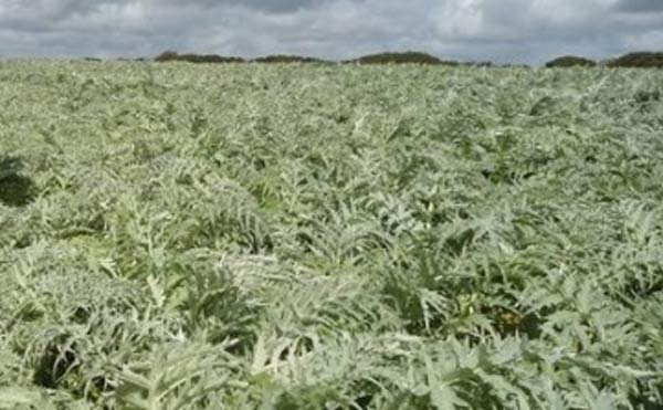 bioplastiche-dai-cardi-in-sardegna-via-a-first2run