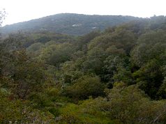 ente-foreste-zuncheddu-sl-and-ldquo-paura-per-dismissioni-e-speculazione-and-rdquo