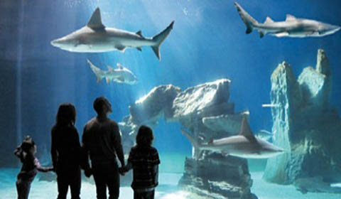 Acquario a Cagliari acquario-a-cagliari-no-degli-animalisti-and-ldquo-e-and-rsquo-una-gabbia-di-vetro-and-rdquo