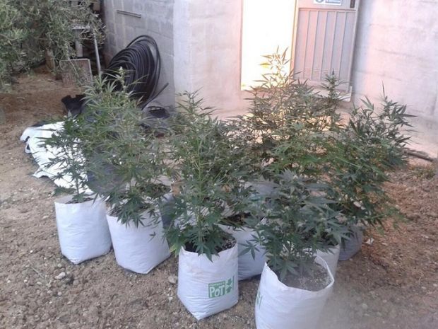 sestu-serra-di-marijuana-nel-giardino-di-una-coppia-arrestato-un-disoccupato