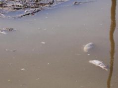 moria-pesci-in-quattro-regioni-federcoopesca-and-quot-danni-per-50-mln-and-quot