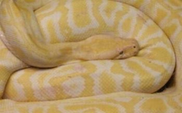 and-quot-aiuto-ho-perso-il-pitone-and-quot-ma-i-carabinieri-trovano-droga-arrestata