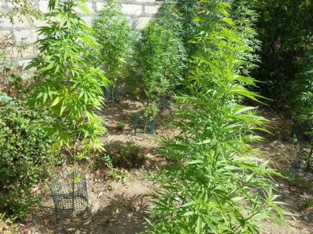 2mila piante di marijuana nell'ovile 2mila-piante-di-marijuana-nell-ovile-7-arresti-a-isili