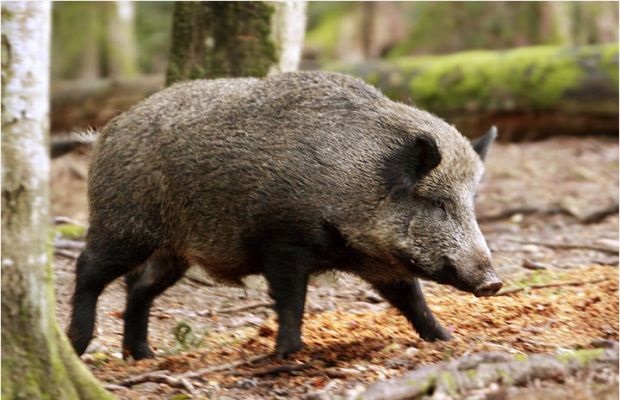 danni-fauna-selvatica-coldiretti-and-quot-emergenza-anche-per-i-turisti-and-quot