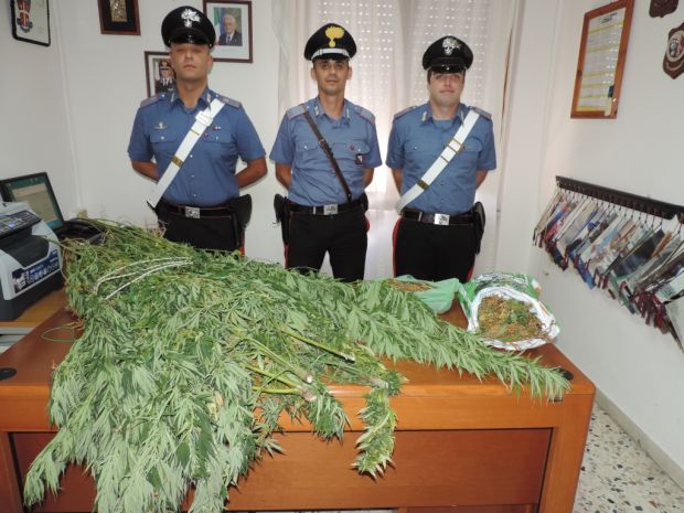 Coltiva marijuana in casa coltiva-marijuana-in-casa-71enne-arrestato-a-carloforte