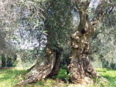 xylella-sindaco-alghero-and-quot-regione-fronteggi-pericolo-and-quot