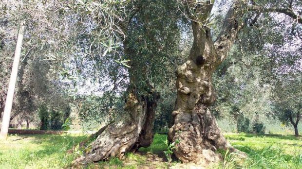 xylella-sindaco-alghero-and-quot-regione-fronteggi-pericolo-and-quot