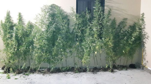 sequestrata-piantagione-di-canapa-a-tuerredda