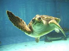 Tarta-day, oggi giornata dedicata alla Caretta Caretta tarta-day-oggi-giornata-dedicata-alla-caretta-caretta