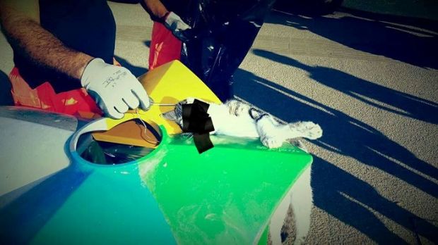 orrore-al-poetto-gatto-morto-trovato-appeso-al-bidone-della-spazzatura