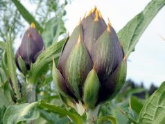 expo-agricoltura-sarda-in-vetrina