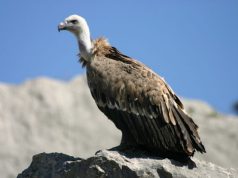 Tutela dei grifoni, Sardegna in prima linea tutela-dei-grifoni-sardegna-in-prima-linea