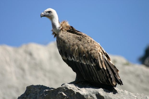tutela-dei-grifoni-sardegna-in-prima-linea