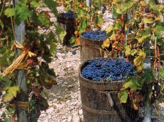 vendemmia-nelle-foto-via-al-concorso-uvaviva