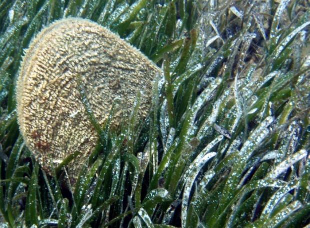 pesca-esibisce-trofeo-proibito-sub-multato