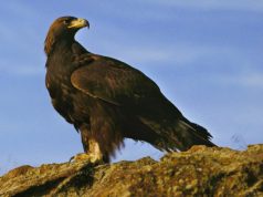 Domusnovas, aquila avvelenata salvata e in libertà domusnovas-aquila-avvelenata-salvata-e-in-libert-and-agrave