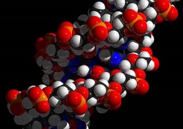bassa-statura-scovato-il-gene-nella-mappa-dna-di-6-mila-sardi