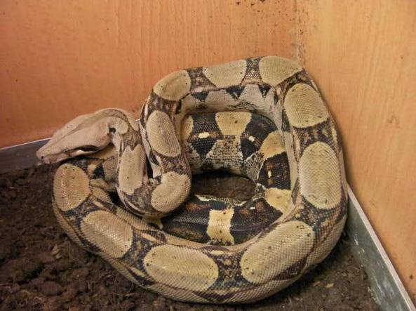 nascosto-in-un-container-boa-catturato-al-porto