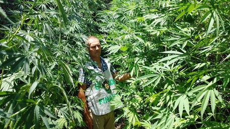 Coltivava mille e 200 piante di cannabis coltivava-mille-e-200-piante-di-cannabis-arrestato-allevatore