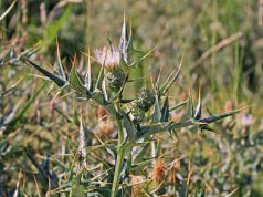 cardo-gennargentu-e-ribes-sardo-a-rischio-60-specie-vegetali-nell-and-rsquo-isola