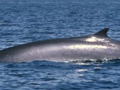 santuario-pelagos-entrano-stintino-e-badesi