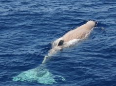 santuario-cetacei-via-al-monitoraggio-antinquinamento