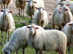 carne-pecora-sarda-boom-export-in-cina-e-medio-oriente